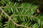 Eastern hemlock